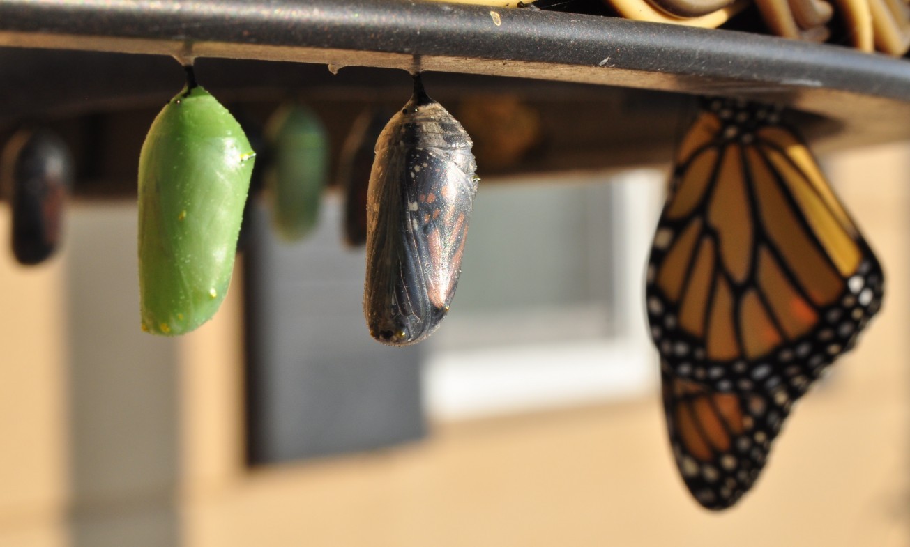 Photo by Suzanne D. Williams on Unsplash